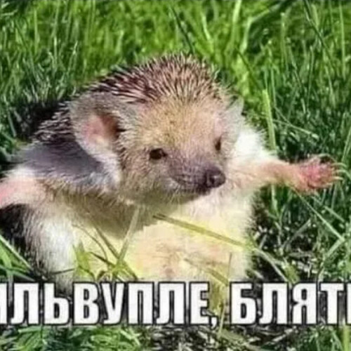 Белка